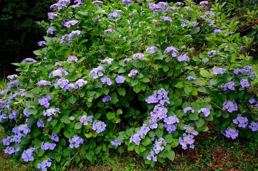 紫陽花 紫陽花 紫陽花,あじさい,梅雨の写真素材