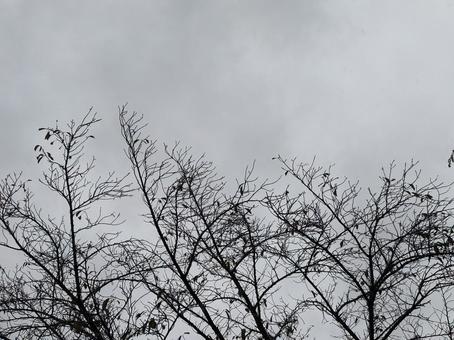 曇り空と木のシルエット 曇り,雨,グレーの写真素材