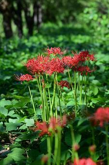 南砺井波大門川の彼岸花 彼岸花,曼珠沙華,植物の写真素材