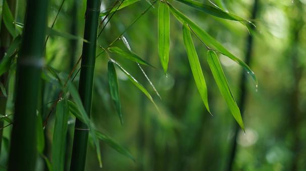 静寂に包まれた、美しい竹林の緑 静寂に包まれた、美しい竹林の緑の写真