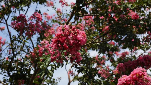 【花の写真】サルスベリ 【花の写真】サルスベリの写真