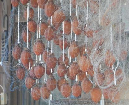 【風景写真】柿の実 干し柿,柿,カキの写真素材