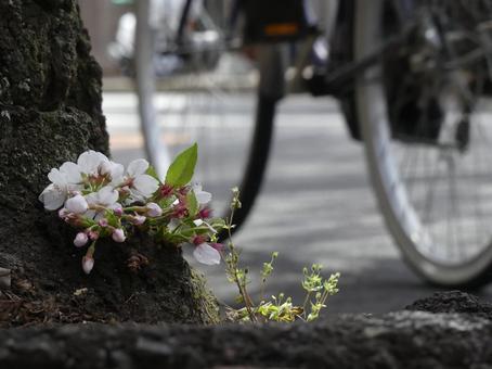 地面すれすれで咲く桜の花 地面すれすれで咲く桜の花の写真