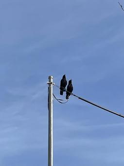 Photo, crow, bird, wire, 
