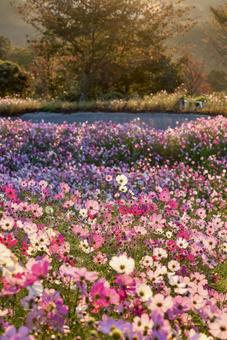 朝日に染まる満開のコスモス畑 朝日に染まる満開のコスモス畑 コスモス,秋,花の写真素材