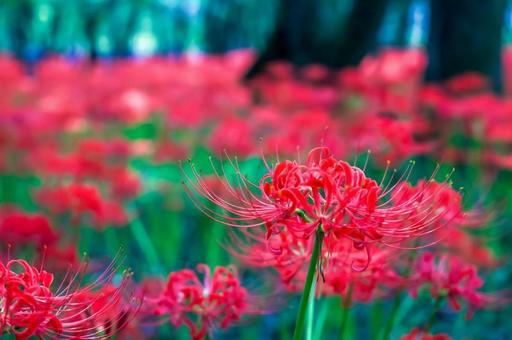 彼岸花04 彼岸花04の写真