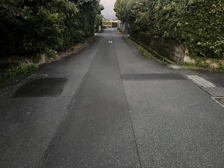 道の先に猫がいる 道の先に猫がいるの写真