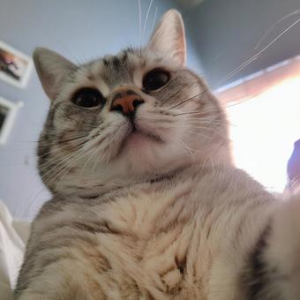 自撮りする猫 自撮りする猫の写真