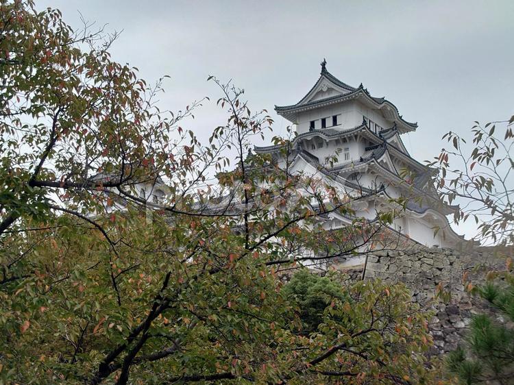 旅　兵庫県　姫路城　初秋 旅,兵庫県,姫路城の写真素材