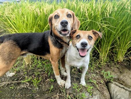秋デート 犬,ビーグル,ジャックラッセルテリアの写真素材