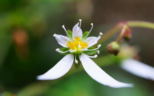 Cute saxifrage flower, JPG Cute saxifrage flower, JPG