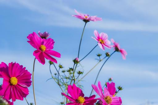 コスモスと青空 コスモス,花,秋イメージの写真素材