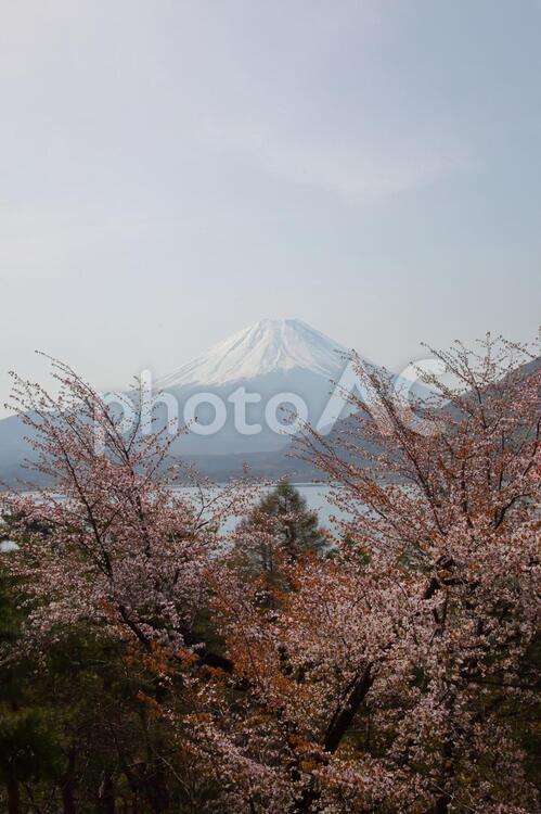 富士、本栖湖、桜2011 富士山,本栖湖,桜の写真素材