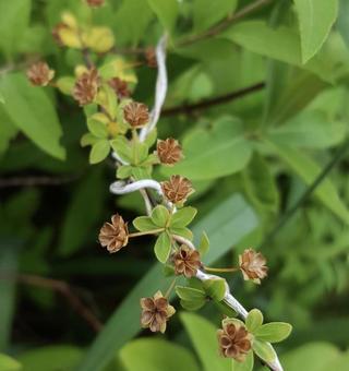 東京郊外の小さないのちの写真