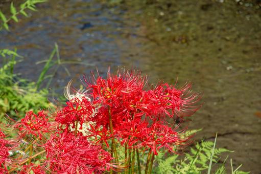 巾着田の曼珠沙華 巾着田,曼珠沙華,彼岸花の写真素材