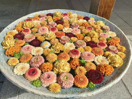 色鮮やかな花手水40 花手水,はなちょうず,手水舎の写真素材
