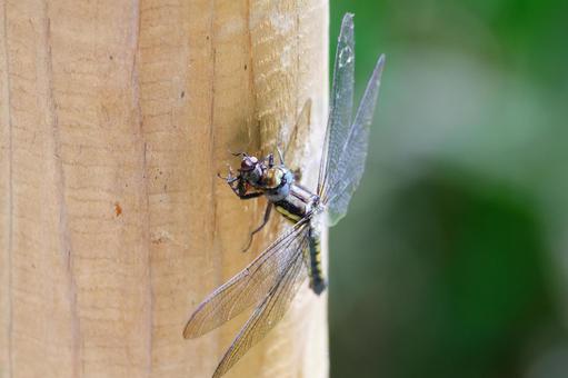 Photo, shioya dragonfly, dragonfly, insect, 