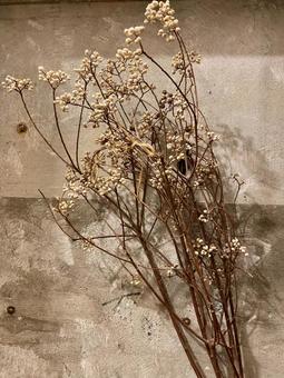 ウォールフラワー ウォールフラワー,ドライフラワー,壁の写真素材