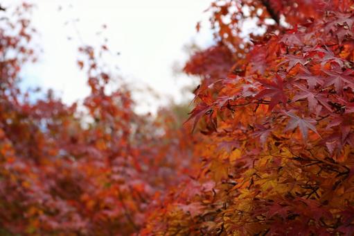 紅葉 紅葉の写真