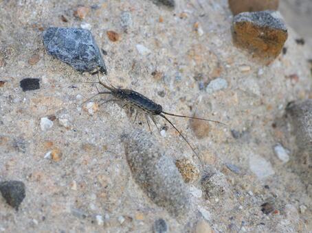 フナムシ 03 フナムシ,船虫,海岸の写真素材
