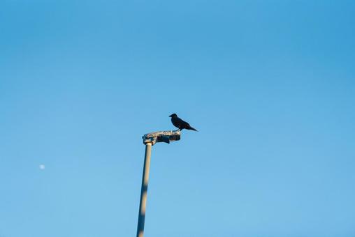 街灯の上で辺りを見回すカラス 街灯の上で辺りを見回すカラス カラス,野鳥,鳥の写真素材