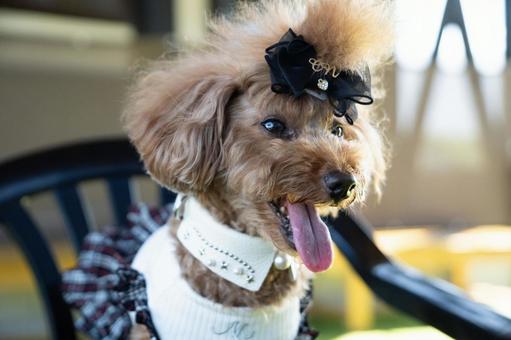 トイプードルの写真