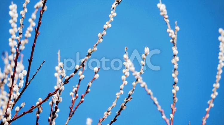 ふんわりと白く輝くネコヤナギ ネコヤナギ,花穂,白の写真素材