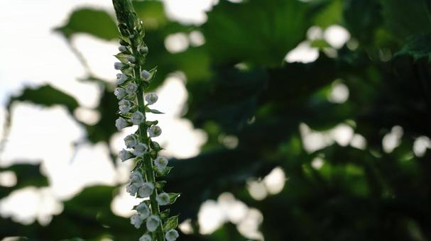満開の青しその花 満開の青しその花 青,しそ,花の写真素材