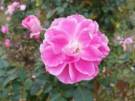 ピンクの鮮やかなバラの花 ピンクの鮮やかなバラの花 ピンク,バラ,花の写真素材