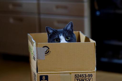 箱の中の猫 猫,ねこ,ネコの写真素材