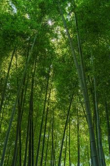 竹林 見沼通船堀公園 竹林 見沼通船堀公園 竹,竹林,緑の写真素材