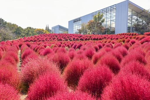 紅葉したコキア コキア,ホウキギ,紅葉の写真素材