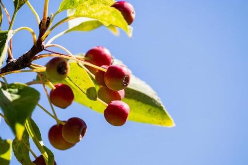 エゾリンゴ⑴の写真