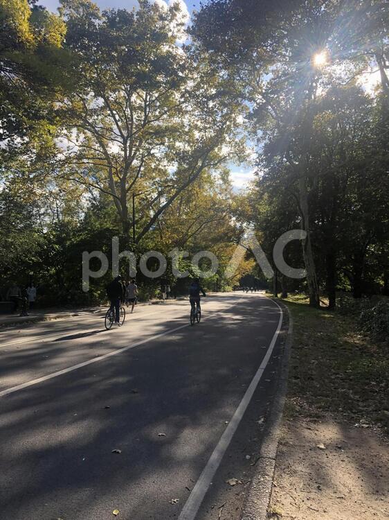 公園 道路,木,通りの写真素材