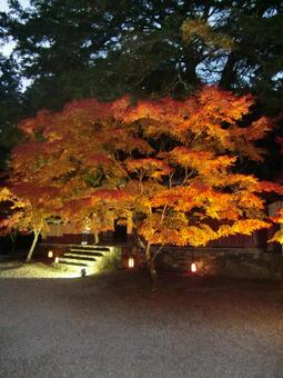 Kyoto foliage hunting, jesienią, kioto, jesienne liście, JPG