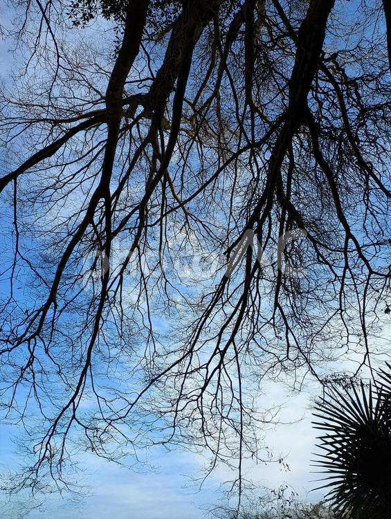 枯れ木のシルエット(青空) 枯れ木,青空,枝の写真素材