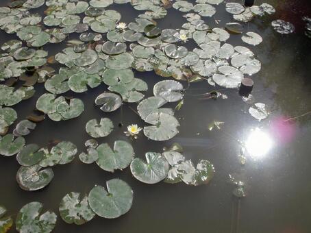 水の中の太陽 水の中の太陽 散歩,光,蓮の花の写真素材