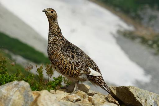 雷鳥（メス）２の写真