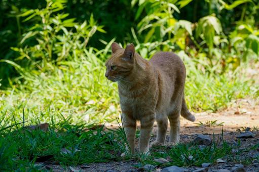 猫(176) 猫(176)の写真