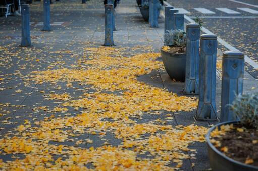 紅葉 銀杏,いちょう,黄色の写真素材