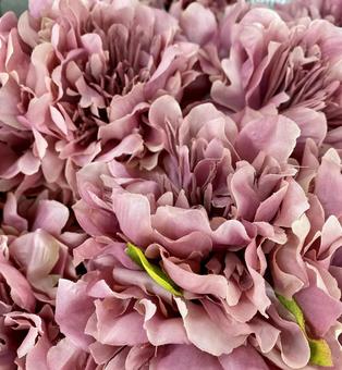 芍薬 芍薬,シャクヤク,お花の写真素材