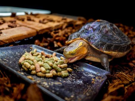 餌を食べるセマルハコガメ 餌を食べるセマルハコガメの写真
