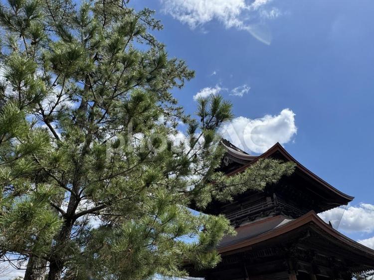 神社と松の木 阿蘇神社,松の木,松の写真素材