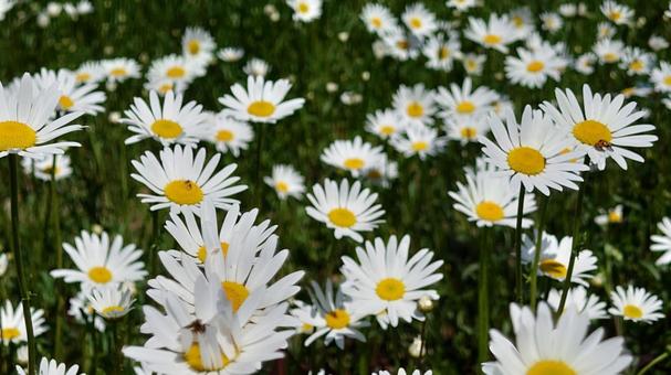 土手の花 土手の花の写真