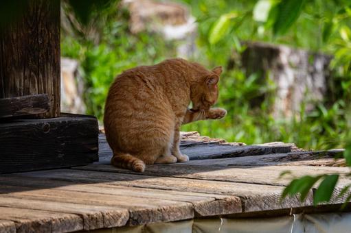 猫(97) 猫(97)の写真