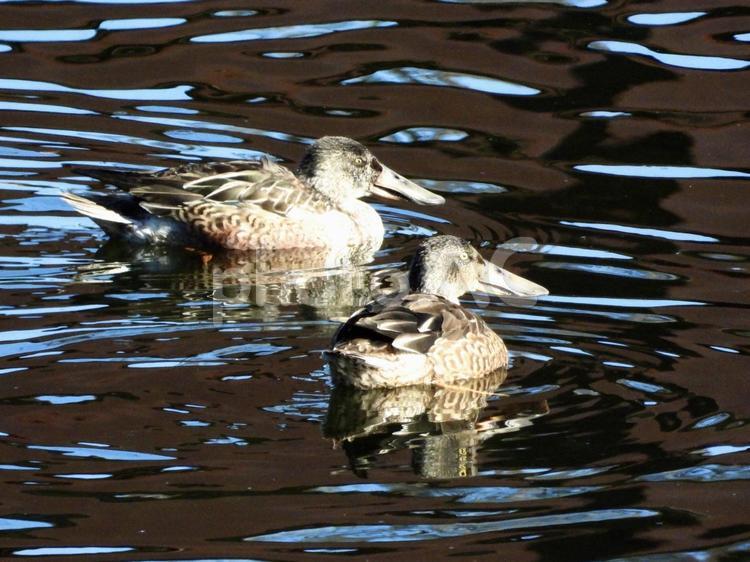 川面を泳ぐペアのハシビロガモ 鳥,野鳥,ハシビロガモの写真素材