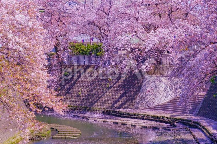大岡川プロムナードの桜 大岡川,大岡川プロムナード,南区の写真素材