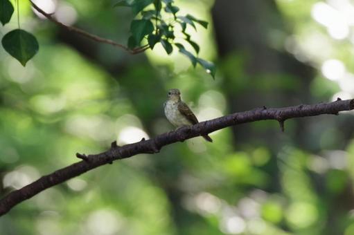 枝の中央にとまるキビタキ（雌）の写真