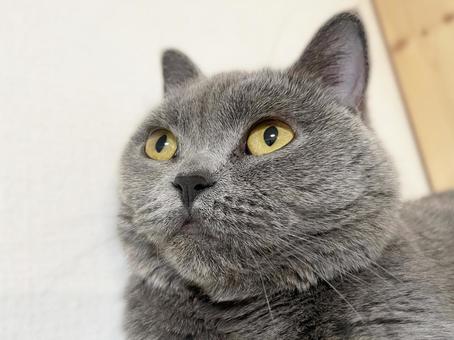 猫 猫 猫,ブリティッシュショートヘア,可愛いの写真素材