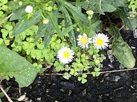 道端の小さな白い花の写真